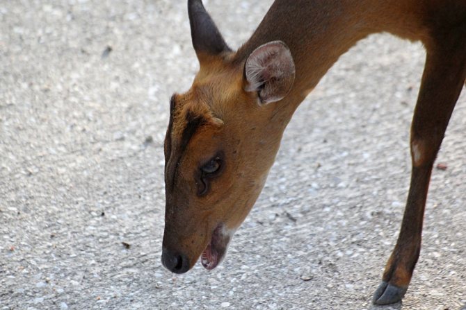 Мунтжаки – одни из древнейших оленей на планете