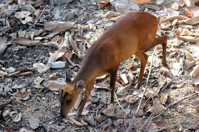 Мунтжаки – одни из древнейших оленей на планете