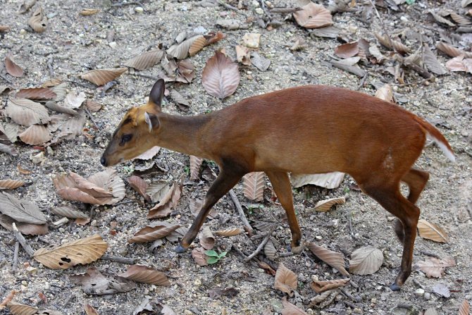 Мунтжаки – одни из древнейших оленей на планете
