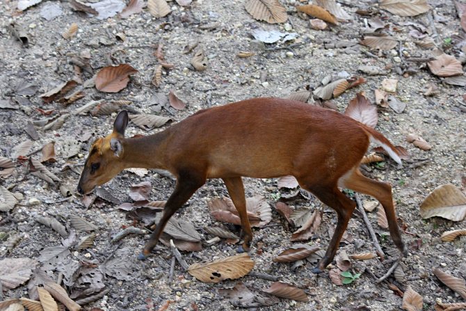 Мунтжаки – одни из древнейших оленей на планете
