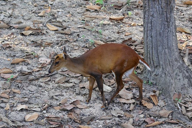 Мунтжаки – одни из древнейших оленей на планете