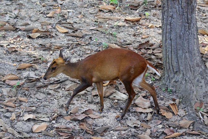 Мунтжаки – одни из древнейших оленей на планете