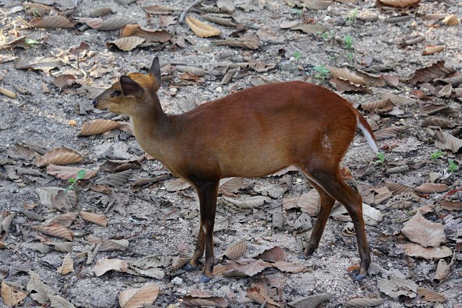 Мунтжаки – одни из древнейших оленей на планете