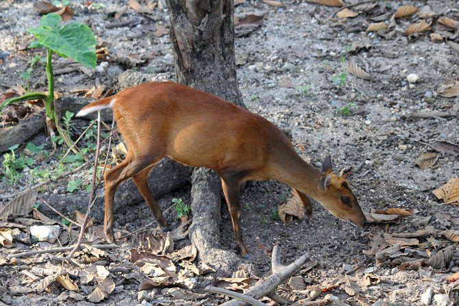 Мунтжаки – одни из древнейших оленей на планете