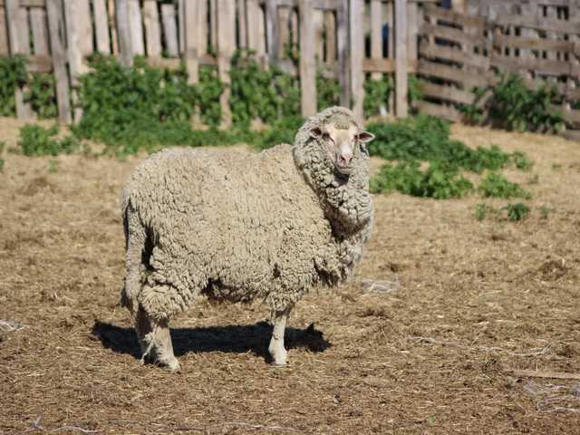 Советский меринос: характеристика и описания породы овец с фото