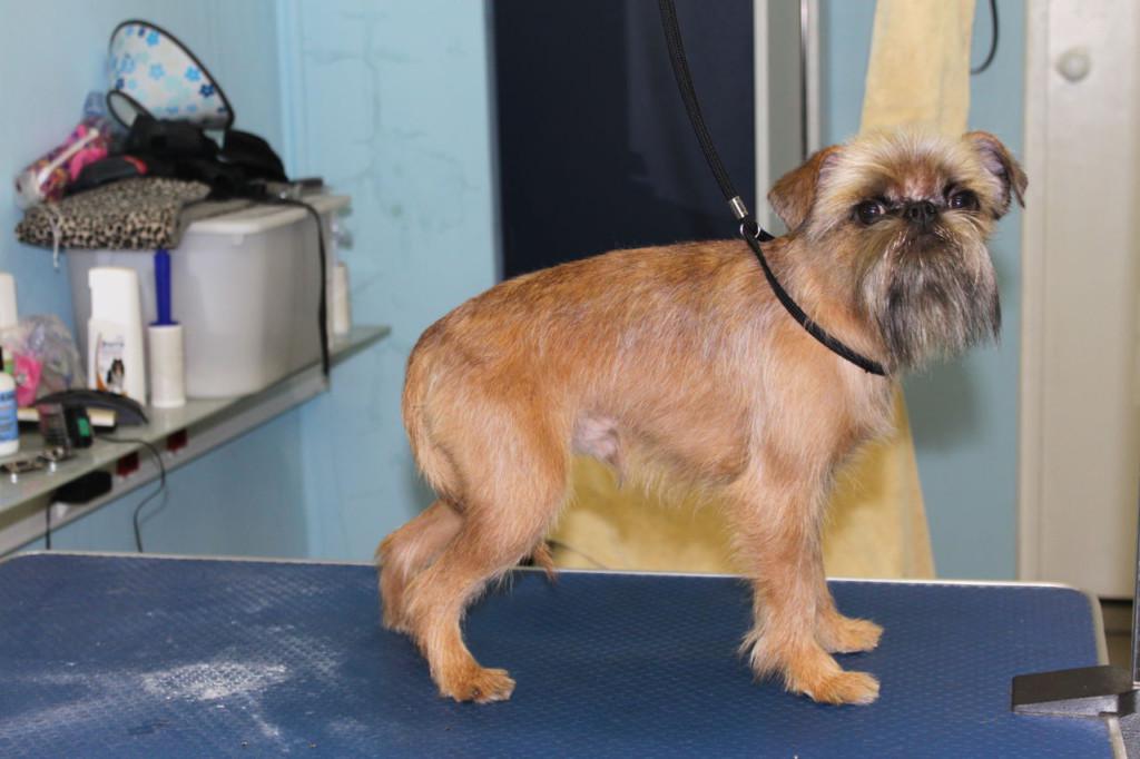 Брюссельский гриффон и бельгийский: происхождение и другие виды, описание породы собак