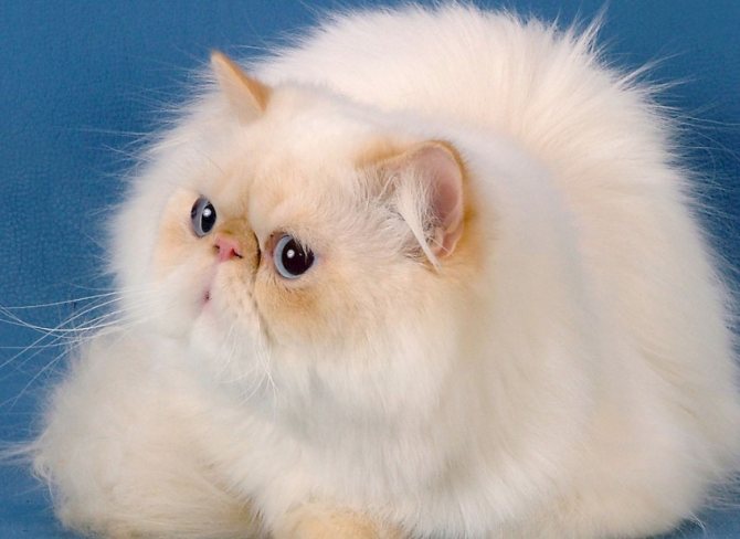 Сколько лет живут персидские кошки, продолжительность жизни перса