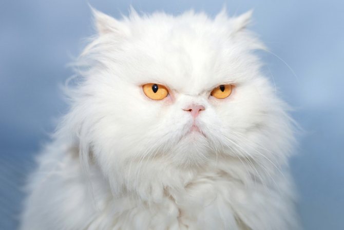 Сколько лет живут персидские кошки, продолжительность жизни перса