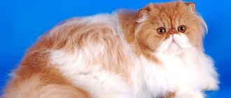 Сколько лет живут персидские кошки, продолжительность жизни перса