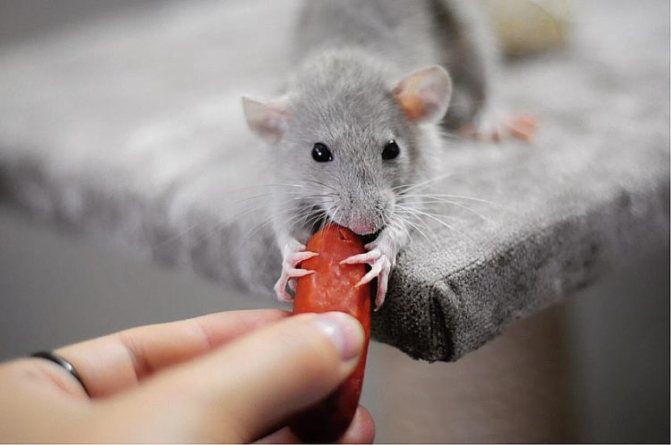 Декоративная крыса дамбо - описание, уход и содержание домашних условиях