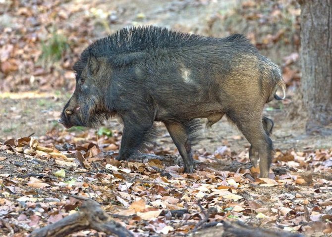 Дикий кабан - описание животного, где обитает, чем питается