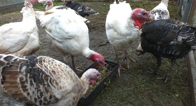 Сколько живут индюки в домашних условия: сроки выращивания