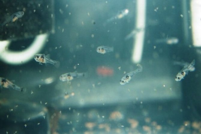 Инфузория туфелька: просто и понятно о ее строении, питании, размножении