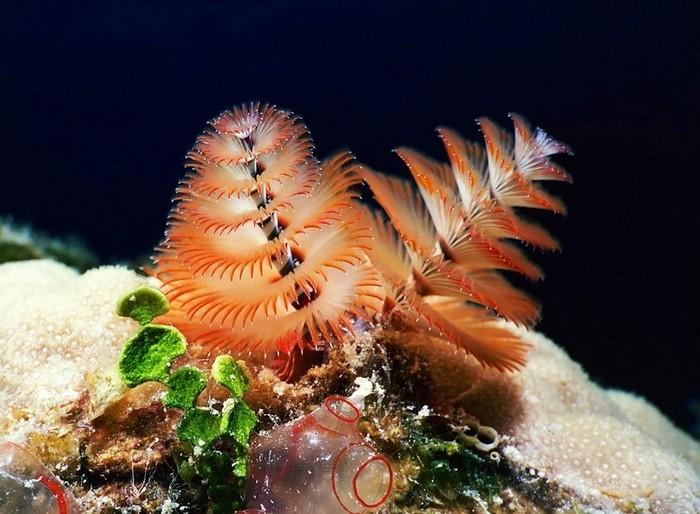 Иногда третий сосед по комнате становится многозубым червяком