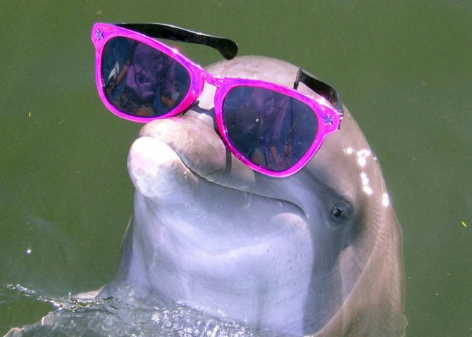 интересные факты о дельфинах