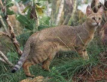 Интересные факты о камышовом коте