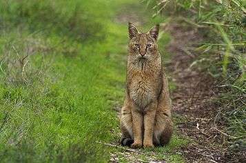 Интересные факты о камышовом коте