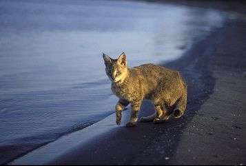 Интересные факты о камышовом коте