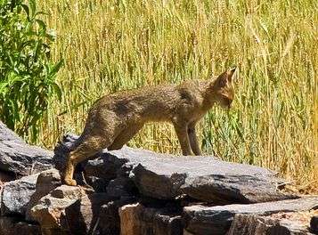 Интересные факты о камышовом коте