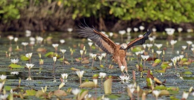 Интересные факты о сарыче картинке