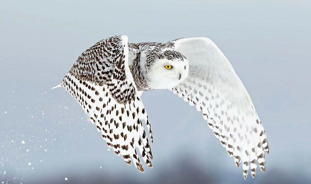 На сколько может поворачивается голова у совы и почему она крутится