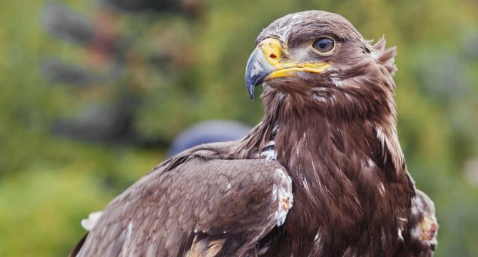 Степной орел - интересные факты