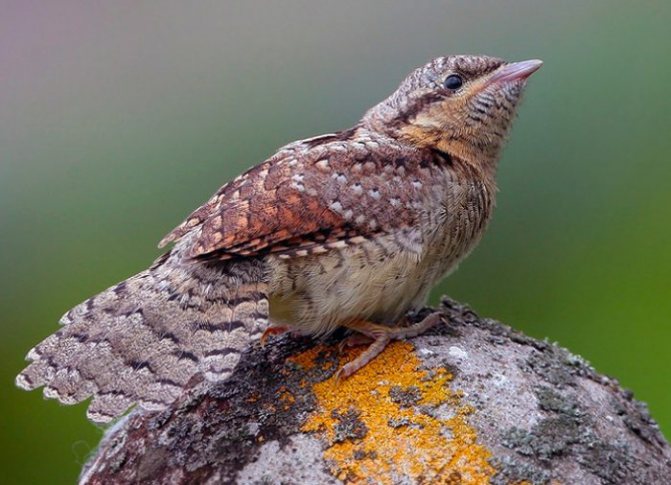 Интересные факты о картине