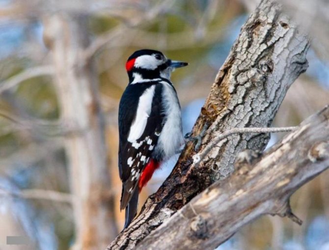 Большой пестрый дятел