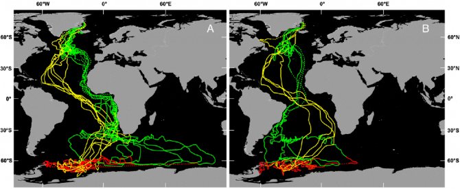 Полярная крачка