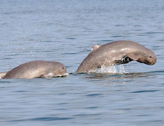 Иравадийский дельфин Orcaella brevirostris
