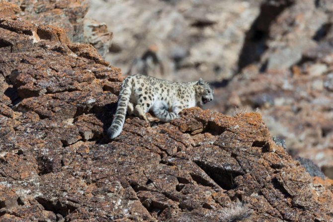 Снежный барс: как животное адаптируется к условиям среды