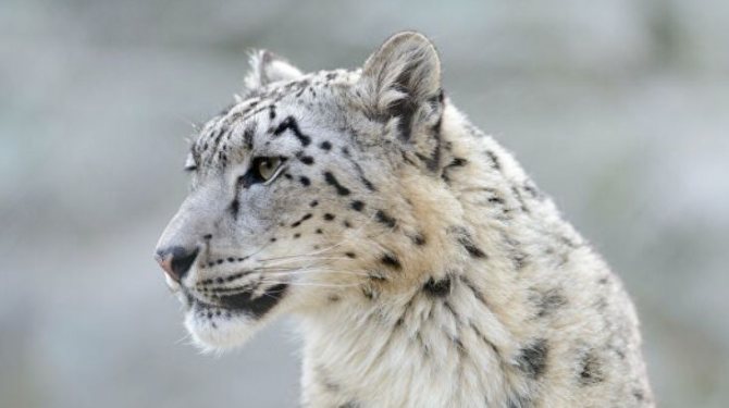 Снежный барс: как животное адаптируется к условиям среды