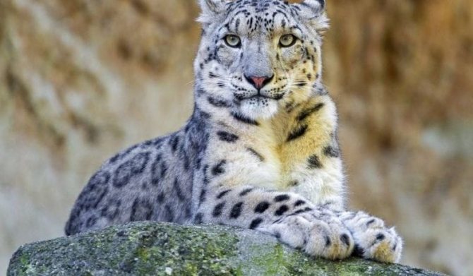 Снежный барс: как животное адаптируется к условиям среды