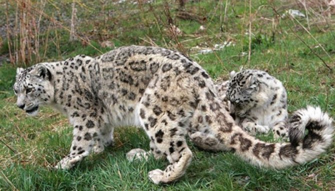 Снежный барс: как животное адаптируется к условиям среды