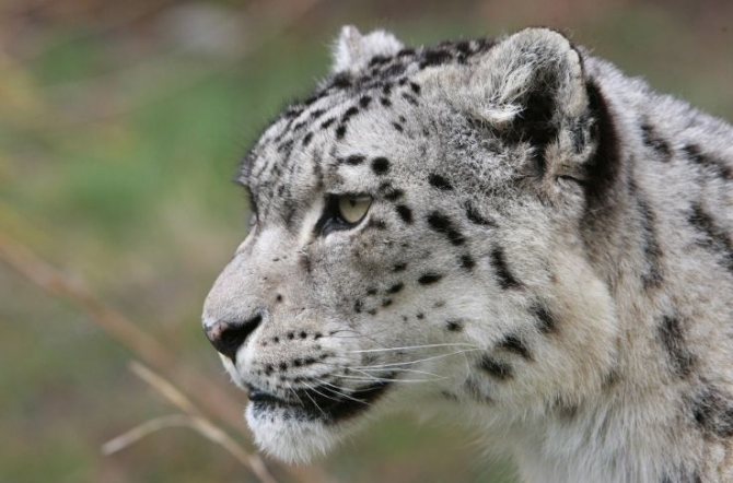 Снежный барс: как животное адаптируется к условиям среды