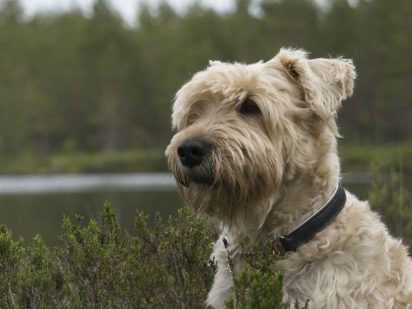 Ирландский мягкошерстный пшеничный терьер морда