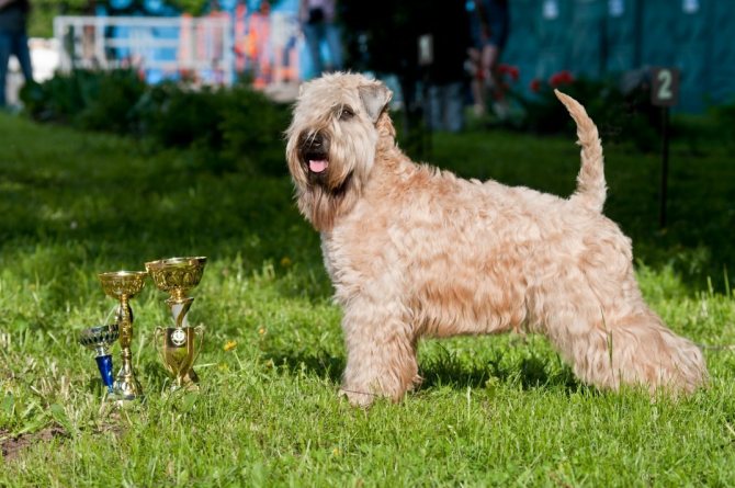 Ирландский мягкошерстный пшеничный терьер: описание породы с фото и видео