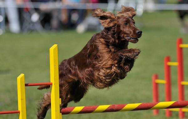 Аджилити для собак: что это такое, соревнования, породы