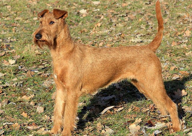 Пшеничный терьер: описание, особенности ухода и содержания, характер питомца
