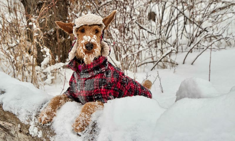 Пшеничный терьер: описание, особенности ухода и содержания, характер питомца