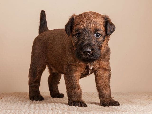 Пшеничный терьер: описание, особенности ухода и содержания, характер питомца