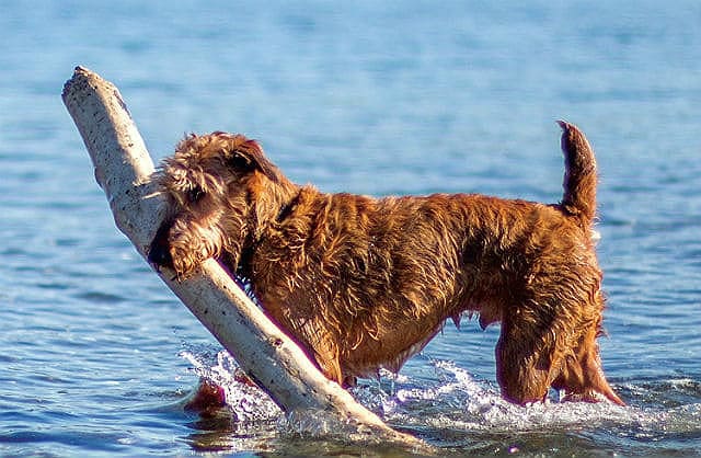 Пшеничный терьер: описание, особенности ухода и содержания, характер питомца