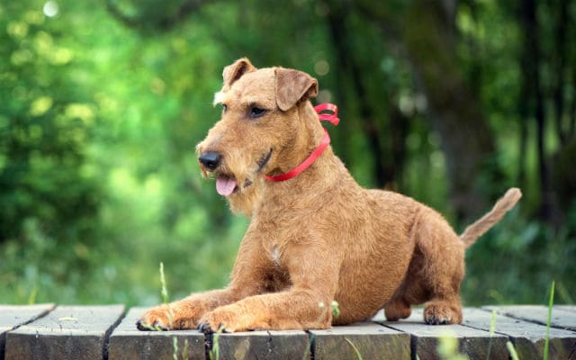 Пшеничный терьер: описание, особенности ухода и содержания, характер питомца