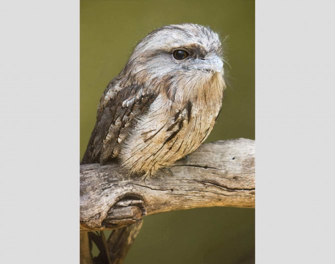 Примеры мимикрии у животных и растений