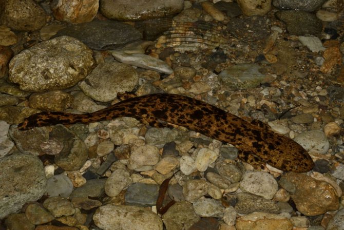 Гигантская саламандра — древнее неуклюжее чудовище