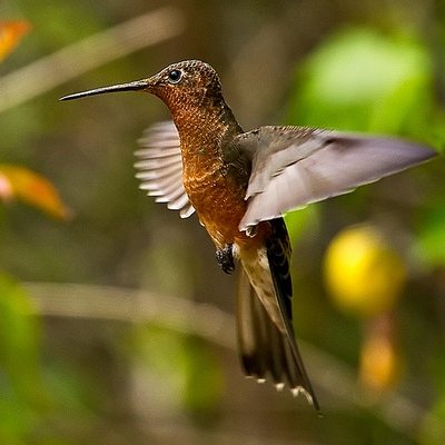 Гигантский колибри