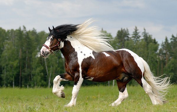 История возникновения