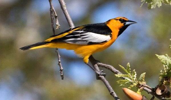 Иволга-птица-Образ-жизни-среда-обитания-питание-и-виды-иволги-5