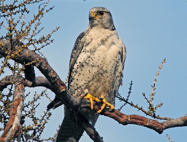 С древних времен кречет был птицей знати и состоятельных людей