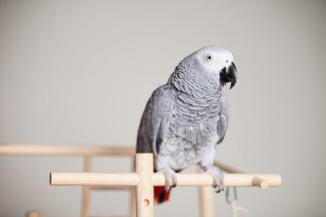 Сколько живут жако в домашних условиях